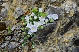 Image result for Campanula formanekiana