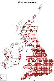 Attēlu rezultāti vaicājumam “Paramesus obtusifrons”