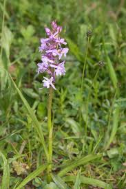 Attēlu rezultāti vaicājumam “Gymnadenia conopsea bud”