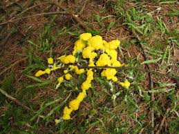 Attēlu rezultāti vaicājumam “Fuligo septica var. septica”