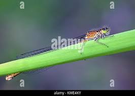 Attēlu rezultāti vaicājumam “Coenagrion armatum female”