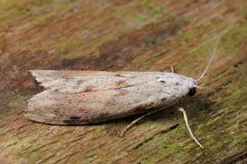 Attēlu rezultāti vaicājumam “Aphomia sociella”