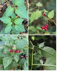 Attēlu rezultāti vaicājumam “Sinapis alba fruit”