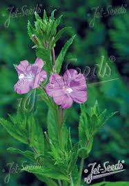 Attēlu rezultāti vaicājumam “Epilobium hirsutum leaf”