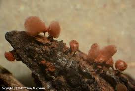 Attēlu rezultāti vaicājumam “Arcyria minuta macro”