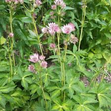Attēlu rezultāti vaicājumam “Astrantia major leaf”