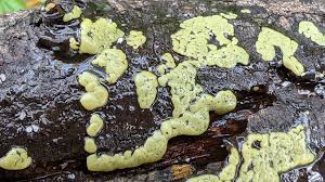 Attēlu rezultāti vaicājumam “Diderma floriforme young”