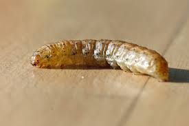 Attēlu rezultāti vaicājumam “Mamestra brassicae larva”