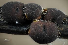 Attēlu rezultāti vaicājumam “Perichaena corticalis spores”