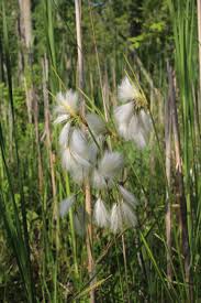 Attēlu rezultāti vaicājumam “Eriophorum latifolium flower”