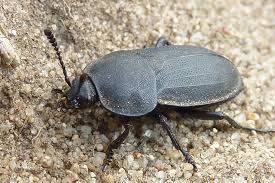 Attēlu rezultāti vaicājumam “Silpha sp.”