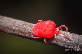 Attēlu rezultāti vaicājumam “Trombidiidae”