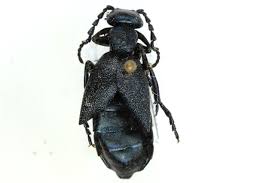 Attēlu rezultāti vaicājumam “Meloe sp.”