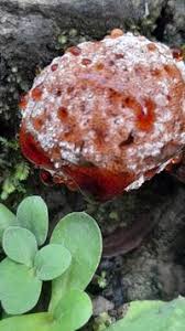 Attēlu rezultāti vaicājumam “Abortiporus biennis”