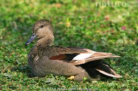 Attēlu rezultāti vaicājumam “Anas strepera”