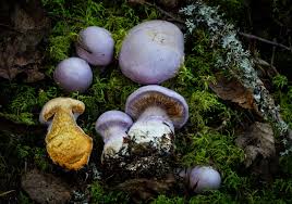 Attēlu rezultāti vaicājumam “Cortinarius traganus”