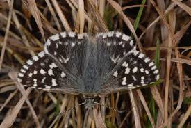 Attēlu rezultāti vaicājumam “Pyrgus serratulae underside”
