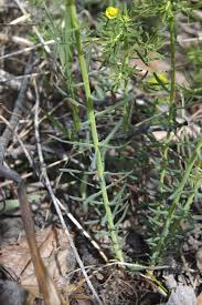 Attēlu rezultāti vaicājumam “Euphorbia cyparissias”