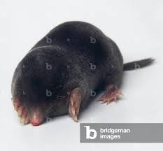 Attēlu rezultāti vaicājumam “Talpa europaea”