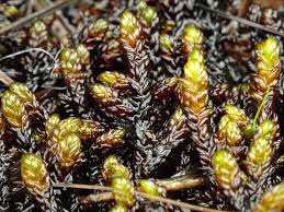 Attēlu rezultāti vaicājumam “Scorpidium scorpioides”