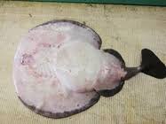 Image result for Tetronarce nobiliana