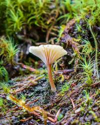 Attēlu rezultāti vaicājumam “Lichenomphalia umbellifera”