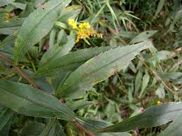 Attēlu rezultāti vaicājumam “Solidago virgaurea leaf”
