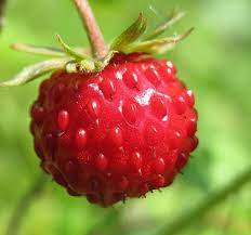 Image result for Fragaria vesca