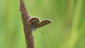 Attēlu rezultāti vaicājumam “Plebejus argus female”
