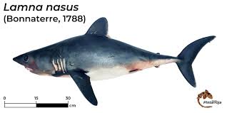 Image result for Lamna nasus