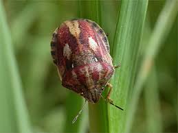 Attēlu rezultāti vaicājumam “Eurygaster testudinaria nymph”