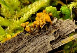 Attēlu rezultāti vaicājumam “Hemitrichia clavata spores”