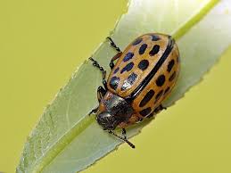 Attēlu rezultāti vaicājumam “Chrysomela vigintipunctata”