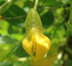 Attēlu rezultāti vaicājumam “Caragana arborescens flower”