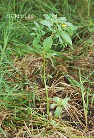 Attēlu rezultāti vaicājumam “Impatiens noli-tangere leaf”