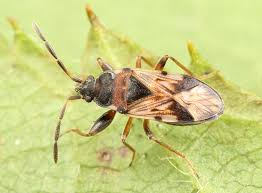 Attēlu rezultāti vaicājumam “Scolopostethus thomsoni”