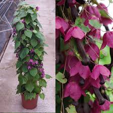 Image result for Rhodochiton atrosanguineum