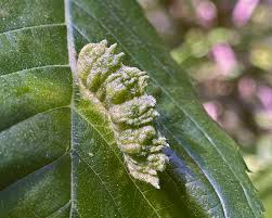 Attēlu rezultāti vaicājumam “Mycosphaerella ulmi”