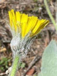 Attēlu rezultāti vaicājumam “Hieracium”