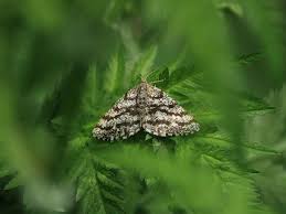 Attēlu rezultāti vaicājumam “Ematurga atomaria”