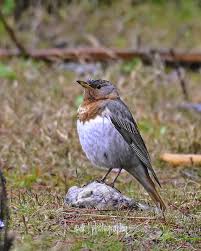 Image result for Turdus ruficollis