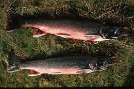 Image result for Salvelinus alpinus