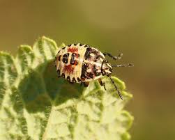 Attēlu rezultāti vaicājumam “Carpocoris sp. nymph”