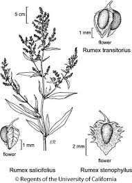 Attēlu rezultāti vaicājumam “Rumex”