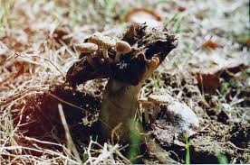 Attēlu rezultāti vaicājumam “Asterophora lycoperdoides”