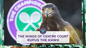 Image result for Wimbledon Hawks