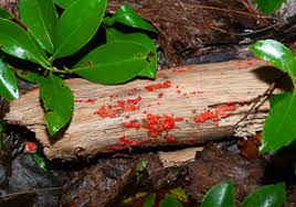 Attēlu rezultāti vaicājumam “Tubifera ferruginosa (subsp. ferruginosa)”