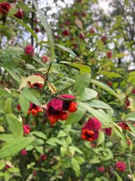 Attēlu rezultāti vaicājumam “Euonymus fruit”