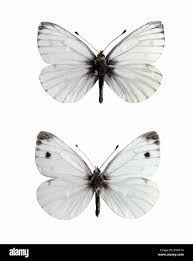 Attēlu rezultāti vaicājumam “Pieris napi male”