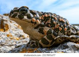 Attēlu rezultāti vaicājumam “Pseudepidalea viridis”